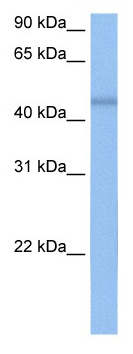Anti-C7orf64 antibody (ab105709) at 0.5 µg/ml + MCF7 cell lysate at 10 µg