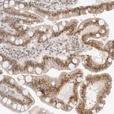 ab121923 at 1/200 dilution staining C8orf4 in paraffin-embedded Human duodenum tissue by Immunohistochemistry.