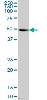 Anti-C9orf156 antibody (ab88810) at 1/500 dilution + Rat brain lysate at 50 µg