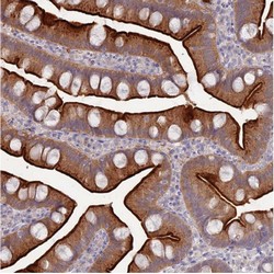 ab126360, at a dilution of 1/10, staining C9orf57 in paraffin-embedded Human small intestine tissue by Immunohistochemistry.