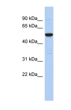 Anti-C9orf75 antibody (ab90415) at 1 µg/ml (in 5% skim milk / PBS buffer) + Human fetal thymus lysate at 10 µgSecondaryHRP conjugated anti-Rabbit IgG at 1/50000 dilution