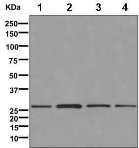 All lanes : Anti-C9orf95 antibody [EPR11190] (ab169548) at 1/10000 dilutionLane 1 : IM-9 cell lysateLane 2 : LoVo cell lysateLane 3 : HT-29 cell lysateLane 4 : MCF7 cell lysateLysates/proteins at 10 µg per lane.SecondaryHRP labeled goat anti-rabbit at 1/2000 dilution