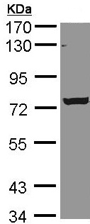 Anti-C9orf96 antibody (ab96082) at 1/5000 dilution + A431 cell lysate at 30 µg