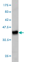 Western blot against tagged recombinant protein immunogen using ab58090 C9orf96 antibody at 1ug/ml.