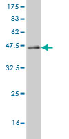 Western blot against tagged recombinant protein immunogen using ab57542 CABP4 antibody at 1ug/ml.