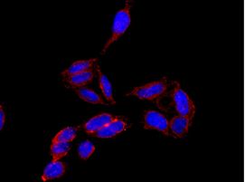 Immunofluorescence analysis of -20°C acetone-fixed HeLa cells labeling CACNA2D2 with ab181201 at 1/100 dilution. Goat anti-rabbit IgG (Alexa Fluor® 555) at 1/200 dilution was used as the secondary antibody (red). Slide is counter stained with Dapi (blue).