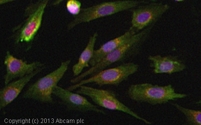 ICC/IF image of ab81000 stained SKNSH cells. The cells were 4% formaldehyde fixed (10 min) and then incubated in 1%BSA / 10% normal goat serum / 0.3M glycine in 0.1% PBS-Tween for 1h to permeabilise the cells and block non-specific protein-protein interactions. The cells were then incubated with the antibody (ab81000, 5µg/ml) overnight at +4°C. The secondary antibody (green) was ab96899, DyLight® 488 goat anti-rabbit IgG (H+L) used at a 1/250 dilution for 1h. Alexa Fluor® 594 WGA was used to label plasma membranes (red) at a 1/200 dilution for 1h. DAPI was used to stain the cell nuclei (blue) at a concentration of 1.43µM.