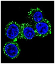 Confocal immunofluorescent analysis of HepG2 cells labeling CACNG6 with ab170786 at 1/10 dilution, followed by Alexa Fluor 488-conjugated goat anti-rabbit lgG (green). DAPI was used to stain the cell nuclear (blue).