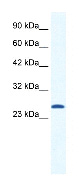 Anti-CACNG6 antibody (ab30966) at 1.25 µg/ml (in 5% skim milk / PBS buffer) + HepG2 cell lysateSecondaryHRP conjugated anti-Rabbit IgG at 1/50000 dilution
