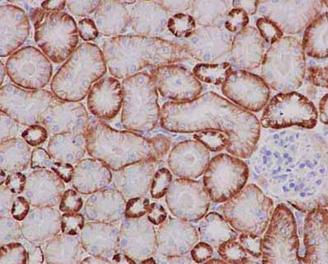 Immunohistochemical analysis of paraffin-embedded mouse kidney tissue labeling Cadherin 16 with ab183745 at 1/4000 dilution followed by prediluted HRP Polymer for Rabbit IgG. Counter stained with hematoxylin.