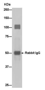 Western blot analysis of Cadherin 16 in Human fetal kidney lysate immunoprecipitated using ab183745 at 1/50 dilution.Secondary: Goat Anti-Rabbit IgG, (H+L), Peroxidase conjugate at 1/1000 dilution.