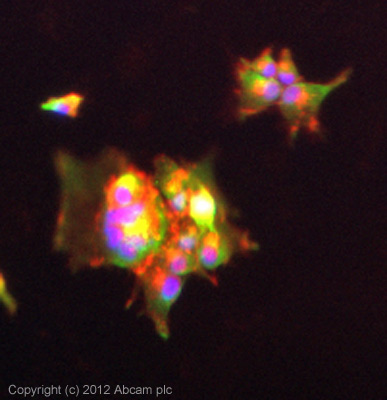 ICC/IF image of ab97268 stained U87MG cells. The cells were 4% formaldehyde fixed (10 min) and then incubated in 1%BSA / 10% normal goat serum / 0.3M glycine in 0.1% PBS-Tween for 1h to permeabilise the cells and block non-specific protein-protein interactions. The cells were then incubated with the antibody (ab97268, 5µg/ml) overnight at +4°C. The secondary antibody (green) was ab96899, DyLight® 488 goat anti-rabbit IgG (H+L) used at a 1/250 dilution for 1h. Alexa Fluor® 594 WGA was used to label plasma membranes (red) at a 1/200 dilution for 1h. DAPI was used to stain the cell nuclei (blue) at a concentration of 1.43µM.
