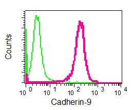Flow cytometric analysis of permeabilized 293T cells using ab124803 at 1/100 dilution (red) or a rabbit IgG (negative) (green).