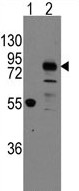 All lanes : Anti-Cadherin 9 antibody - C-terminal (ab178500) at 1/50 dilutionLane 1 : Non transfected 293 cell lysateLane 2 : Cadherin 9 transfected 293 cell lysateLysates/proteins at 2 µg per lane.