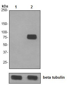All lanes : Anti-Caldesmon (phospho S759) antibody [EPR2212] (ab76106) at 1/3000 dilutionLane 1 : HeLa lysate, untreated Lane 2 : HeLa lysate treated with Calyculin ALysates/proteins at 10 µg per lane.SecondaryHRP labelled goat anti rabbit at 1/2000 dilution