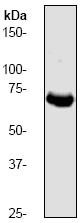 Anti-Caldesmon antibody [E89] (ab32330) at 1/20000 dilution + NIH3T3 cell lysate