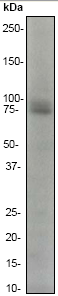 Anti-Caldesmon antibody [EP789Y] (ab45691) at 1/10000 dilution + HeLa cell lysate (10ug/lane)SecondaryGoat anti-rabbit HRP labeled at 1/2000 dilution