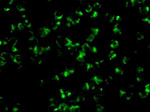 Immunofluorescence analysis of Jurkat cells, labeling Calmegin using ab171971 at a 1/50 dilution.