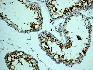 Immunohistochemical analysis of paraffin-embedded Human testis tissue, labeling Calmegin using ab171971 at a 1/100 dilution.