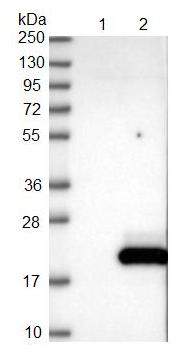 All lanes : Anti-CALML5 antibody (ab122665) at 1/250 dilutionLane 1 : Negative control (vector only transfected HEK293T lysate) Lane 2 : CALML5 over-expression lysate; co-expressed with a C-terminal myc-DDK tag (~3.1 kDa) in mammalian HEK293T cellsdeveloped using the ECL technique
