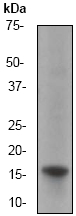 Anti-Calmodulin antibody [EP799Y] (ab45689) at 1/5000 dilution + NIH 3T3 cell lysate (10ug/lane)