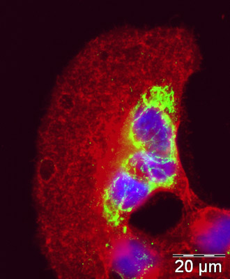 ICC/IF image of ab31290 stained human HeLa cells. The cells were PFA fixed (10 min) and incubated with the antibody (ab31290, 1µg/ml) for 1h at room temperature. The secondary antibody (green) was Alexa Fluor® 488 goat anti-mouse IgG (H+L) used at a 1/1000 dilution for 1h. Image-iTTM FX Signal Enhancer was used to quench autofluorescence.  5% BSA (in TBS-T) was used for all other blocking steps. DAPI was used to stain the cell nuclei (blue).  Alexa Fluor® 594 WGA was used to label plasma membranes (red). 