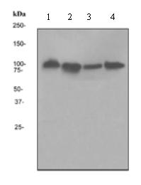 All lanes : Anti-Calnexin antibody [EPR3632] (ab92573) at 1/20000 dilutionLane 1 : HeLa cell lysateLane 2 : A431 cell lysateLane 3 : SH-SY5Y cell lysateLane 4 : HepG2 cell lysates Lysates/proteins at 10 µg per lane.Secondarystandard HRP labelled goat anti-rabbit at 1/2000 dilution