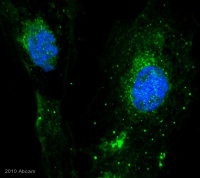 ab10286 staining Calnexin in Pig retinal pigment epithelial cells by ICC/IF (Immunocytochemistry/immunoflurescence). Cells were fixed with paraformaldehyde, permeabilized with 0.5% TX-100 and blocked with 5% serum for 20 minutes at 25°C. Samples were incubated with primary antibody (1/500 in 0.1% TX100; 1% goat serum; 1XPBS) for 16 hours at 4°C. An Alexa Fluor® 488-conjugated Goat polyclonal to rabbit IgG, dilution 1/500, was used as secondary antibody.See Abreview