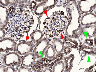 Kidney cortex using ab22595 shows clear cytoplasmic staining patterns. The visceral cells of the Glomerular tuft ( podocytes ) are strongly stained (indicated by red arrowheads). Distal convoluted tubular cells are generally moderately positive (with exceptions that are strongly positive). However, most of the cells that line the Proximal Convoluted Tubules (indicated by green arrowheads) are strongly positive. See Abreview