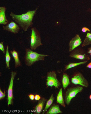 ICC/IF image of ab22595 stained HeLa cells. The cells were 4% PFA fixed (10 min) and then incubated in 1%BSA / 10% normal goat serum / 0.3M glycine in 0.1% PBS-Tween for 1h to permeabilise the cells and block non-specific protein-protein interactions. The cells were then incubated with the antibody (ab22595, 5µg/ml) overnight at +4°C. The secondary antibody (green) was DyLight® 488 goat anti-rabbit IgG - H&L, pre-adsorbed (ab96899) used at a 1/250 dilution for 1h. Alexa Fluor® 594 WGA was used to label plasma membranes (red) at a 1/200 dilution for 1h. DAPI was used to stain the cell nuclei (blue) at a concentration of 1.43µM.