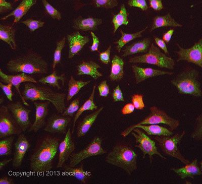 ICC/IF image of ab140818 stained HeLa cells. The cells were 4% formaldehyde fixed (10 min) and then incubated in 1%BSA / 10% normal goat serum / 0.3M glycine in 0.1% PBS-Tween for 1h to permeabilise the cells and block non-specific protein-protein interactions. The cells were then incubated with the antibody ab140818 at 5 overnight at +4°C. The secondary antibody (green) was DyLight® 488 goat anti- chicken IgY (H+L) used at a 1/250 dilution for 1h. Alexa Fluor® 594 WGA was used to label plasma membranes (red) at a 1/200 dilution for 1h. DAPI was used to stain the cell nuclei (blue) at a concentration of 1.43µM.This antibody also gave a positive result in the following 4% formaldehyde fixed (10 min), and 100% methanol fixed (5 min) cell lines at 5µg/ml, HepG2, MCF-7, HeLa.