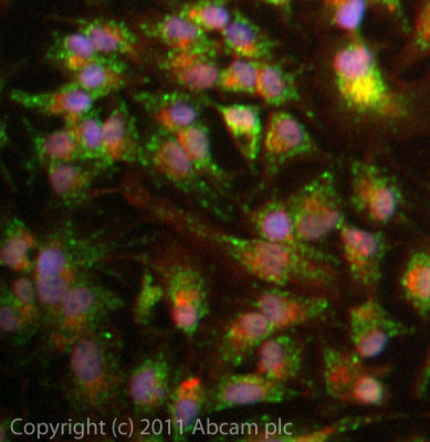 ICC/IF image of ab88110 stained HepG2 cells. The cells were 4% PFA fixed (10 min) and then incubated in 1%BSA / 10% normal goat serum / 0.3M glycine in 0.1% PBS-Tween for 1h to permeabilise the cells and block non-specific protein-protein interactions. The cells were then incubated with the antibody (ab88110, 5µg/ml) overnight at +4°C. The secondary antibody (green) was ab96899 Dylight 488 goat anti-rabbit IgG (H+L) used at a 1/250 dilution for 1h. Alexa Fluor® 594 WGA was used to label plasma membranes (red) at a 1/200 dilution for 1h. DAPI was used to stain the cell nuclei (blue) at a concentration of 1.43µM.