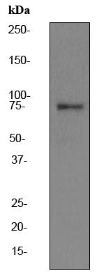 Anti-Calpain 2 antibody [EPR2562Y] (ab75994) at 1/500 dilution + HeLa cell lysate at 10 µgSecondaryHRP labelled goat anti-rabbit at 1/2000 dilutionObserved band size : 75 kDa (why is the actual band size different from the predicted?)
