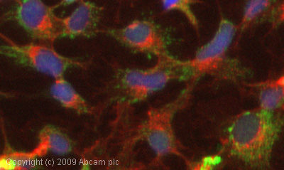 ICC/IF image of ab28280 stained HepG2 cells. The cells were 100% methanol fixed (5 min) and then incubated in 1%BSA / 10% normal goat serum / 0.3M glycine in 0.1% PBS-Tween for 1h to permeabilise the cells and block non-specific protein-protein interactions. The cells were then incubated with the antibody (ab28280, 1µg/ml) overnight at +4°C. The secondary antibody (green) was Alexa Fluor® 488 goat anti-rabbit IgG (H+L) used at a 1/1000 dilution for 1h. Alexa Fluor® 594 WGA was used to label plasma membranes (red) at a 1/200 dilution for 1h. DAPI was used to stain the cell nuclei (blue) at a concentration of 1.43µM.
