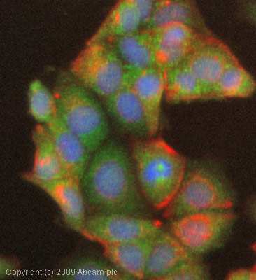 ICC/IF image of ab38943 stained MCF7 cells. The cells were 4% formaldehyde fixed (10 min) and then incubated in 1%BSA / 10% normal goat serum / 0.3M glycine in 0.1% PBS-Tween for 1h to permeabilise the cells and block non-specific protein-protein interactions. The cells were then incubated with the antibody (ab38943, 1µg/ml) overnight at +4°C. The secondary antibody (green) was Alexa Fluor® 488 goat anti-rabbit IgG (H+L) used at a 1/1000 dilution for 1h. Alexa Fluor® 594 WGA was used to label plasma membranes (red) at a 1/200 dilution for 1h. DAPI was used to stain the cell nuclei (blue) at a concentration of 1.43µM.