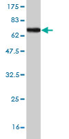 Western blot against tagged recombinant protein immunogen using ab57346 Calreticulin 3 antibody at 1ug/ml.