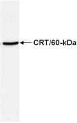 Western blot using ab15607 at 1/1000 on mouse embyronic fibroblast lysate.