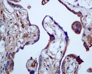 Immunohistochemical analysis of paraffin-embedded Human placanta tissue labelling Calumenin with ab137019 at 1/100 dilution.