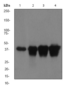 All lanes : Anti-CaMKI antibody [EPR2217Y] (ab68234) at 1/5000 dilutionLane 1 : SH-SY5Y lysateLane 2 : human brain tissue lysateLane 3 : mouse brain tissue lysateLane 4 : rat brain tissue lysateLysates/proteins at 10 µg per lane.SecondaryHRP labelled goat anti-rabbit at 1/2000 dilution