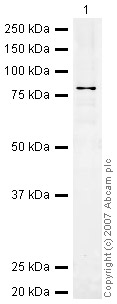 Anti-CaMKI gamma antibody (ab38132) at 1 µg/ml + Human recombinant CAMKI gamma kinase at 1 µgSecondaryIRDye 680 Conjugated Goat Anti-Rabbit IgG (H+L) at 1/10000 dilutionPerformed under reducing conditions.