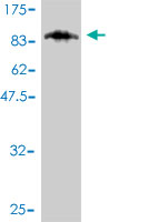 Western blot against tagged recombinant protein immunogen using ab57701 CAMKV antibody at 1ug/ml.