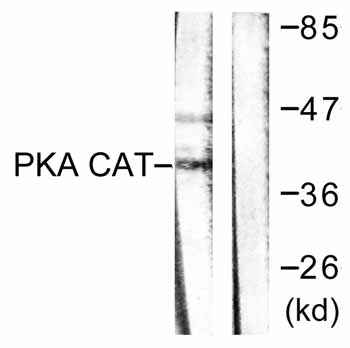 All lanes : Anti-cAMP Protein Kinase Catalytic subunit antibody (ab59253) at 1/500 dilutionLane 1 : mouse brain cell extractsLane 2 : mouse brain cell extracts with immunising peptide