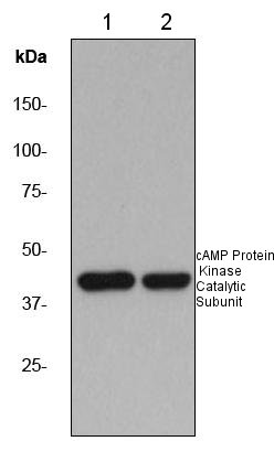 All lanes : Anti-cAMP Protein Kinase Catalytic subunit antibody [EP2102Y] (ab76238) at 1/200000 dilutionLane 1 : HeLa cell lysateLane 2 : MCF-7 cell lysateLysates/proteins at 10 µg per lane.Secondarygoat anti-rabbit HRP at 1/1000 dilution
