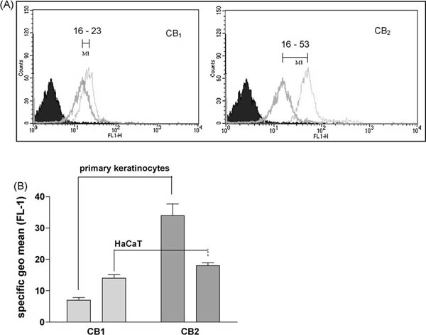 Quantification of CB1 and CB2 receptor surface expression in primary Human and HaCaT keratinocytes. (A) FL-1 shows autofluorescence (black population), non-specific binding of secondary antibody (dark grey population) and specific immunofluorescence obtained with CB1 (ab3558) and CB2 (ab3561) receptor antibodies, respectively (light grey population). Histogram shows representative measurement (5000 cells counted). (B) Differences in CB receptor expression between primary and HaCaT keratinocytes, showing marked increased expression of CB2 in primary keratinocytes (geo mean corrected for non-specific binding of secondary Ab). Data show mean values ±SEM obtained with two human primary keratinocyte samples and HaCaT cells, each measured three times.
