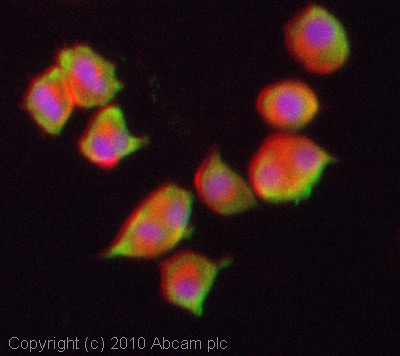 ICC/IF image of ab45942 stained PC12 cells. The cells were 4% PFA fixed (10 min) and then incubated in 1%BSA / 10% normal goat serum / 0.3M glycine in 0.1% PBS-Tween for 1h to permeabilise the cells and block non-specific protein-protein interactions. The cells were then incubated with the antibody (ab45942, 5µg/ml) overnight at +4°C. The secondary antibody (green) was Alexa Fluor® 488 goat anti-rabbit IgG (H+L) used at a 1/1000 dilution for 1h. Alexa Fluor® 594 WGA was used to label plasma membranes (red) at a 1/200 dilution for 1h. DAPI was used to stain the cell nuclei (blue) at a concentration of 1.43µM.
