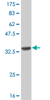 Western blot against tagged recombinant protein immunogen using ab54565 Cannabinoid Receptor II antibody at 1ug/ml.