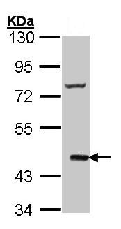 Anti-Cannabinoid Receptor II antibody - N-terminal (ab137735) at 1/1000 dilution + Molt4 whole cell lysate at 30 µg