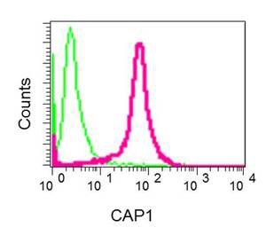 Flow cytometric analysis of permeabilized 293 cells, labeling CAP1 with ab155079 at 1/10 dilution (red) or Rabiit IgG negative control (green).