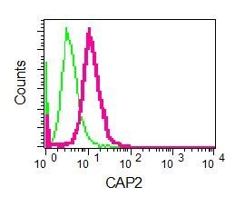 Flow Cytometric analysis of permeabilized Saos 2 cells labelling CAP2 with ab133558 at 1/10 dilution (red) or a rabbit IgG (negative) (green).