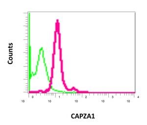 Flow cytometric analysis of permeabilized Jurkat cells using ab166892 at a dilution of 1/10 (red) compared to a rabbit IgG (negative) (green).